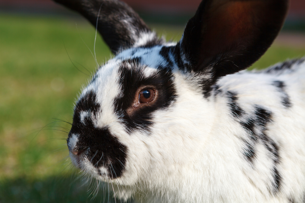 Holland Lop