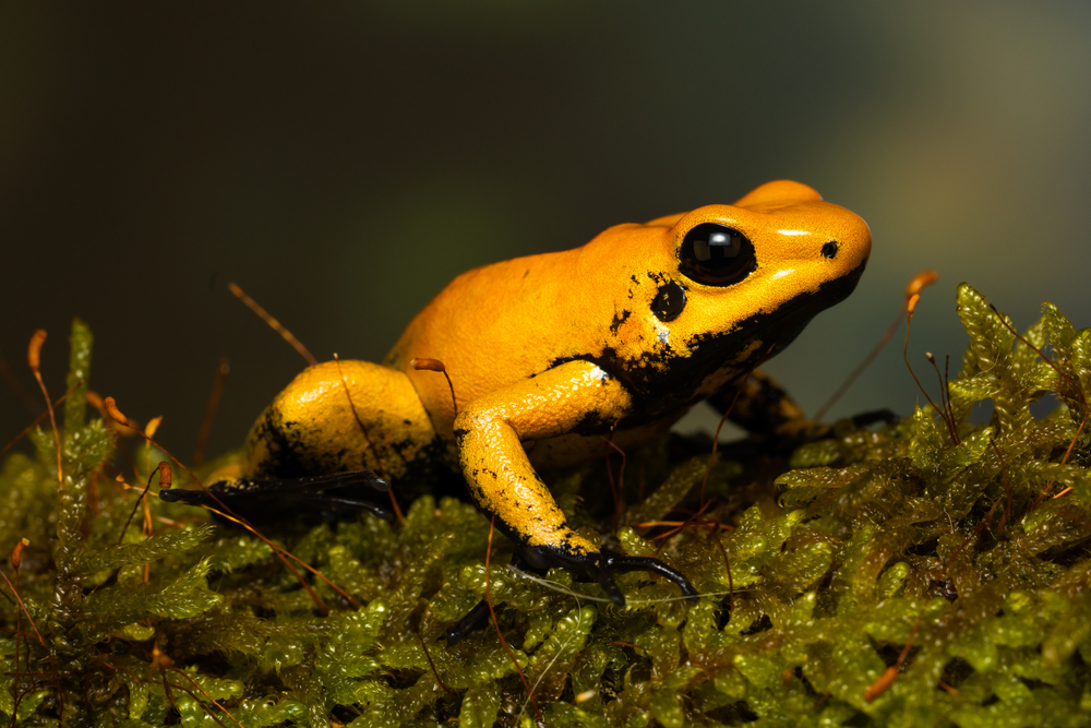 Mantella