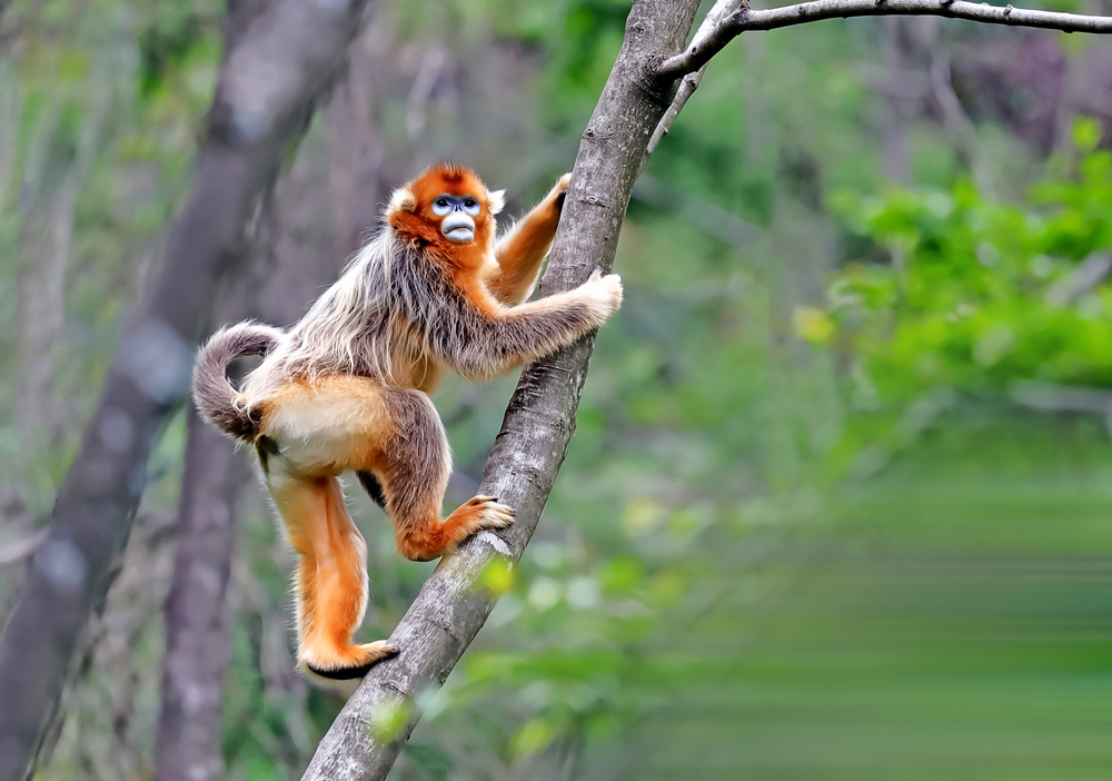Rhesus Macaque
