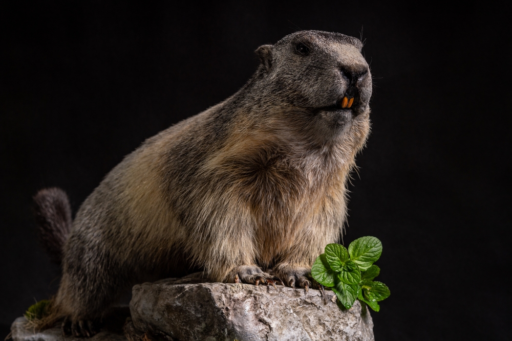 Marmot