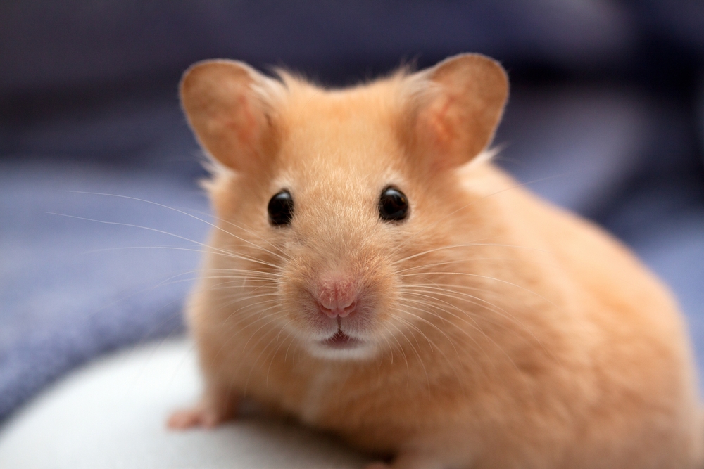 Rat