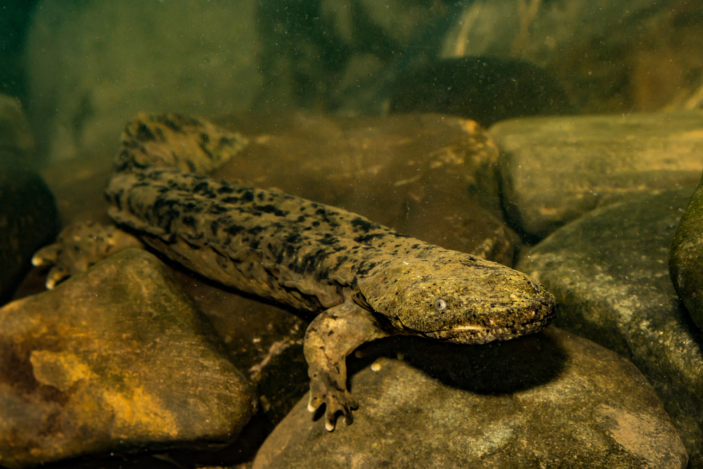 Mole Salamander