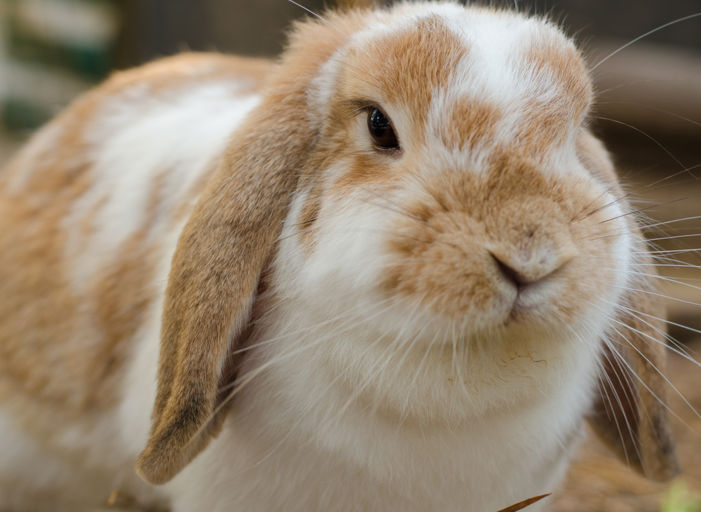 Jackrabbit