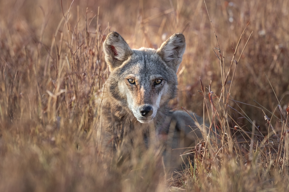 Mexican Grey Wolf