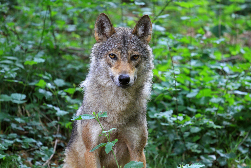 Mexican Grey Wolf