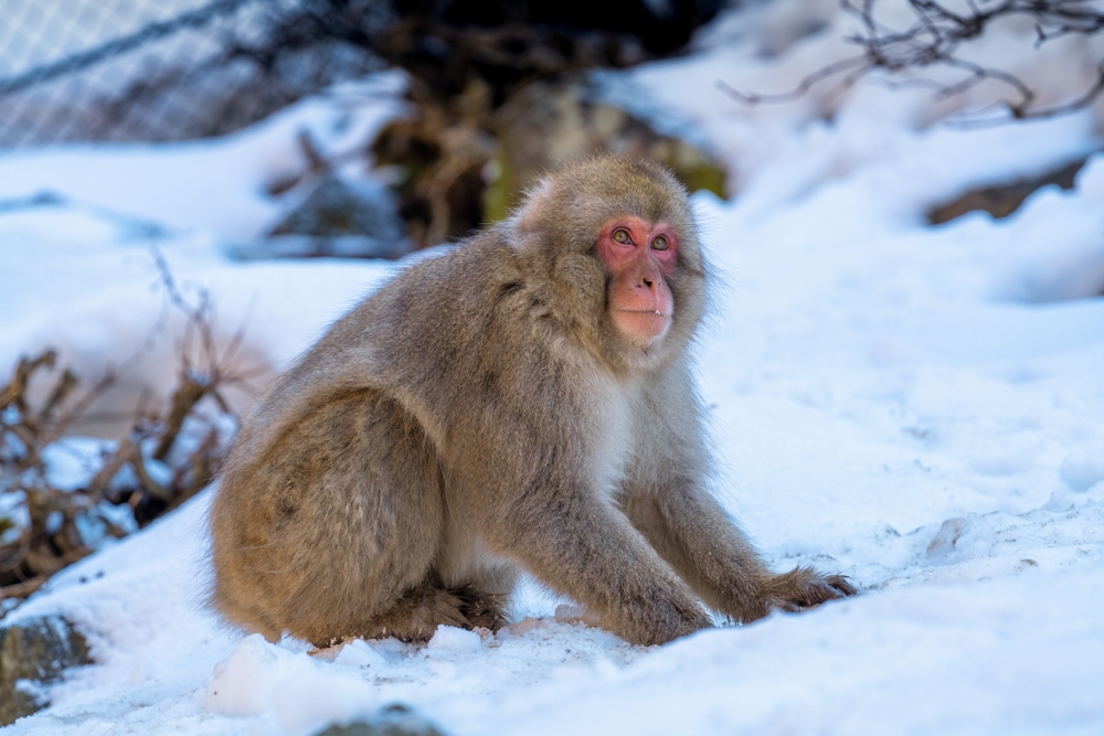 Rhesus Macaque