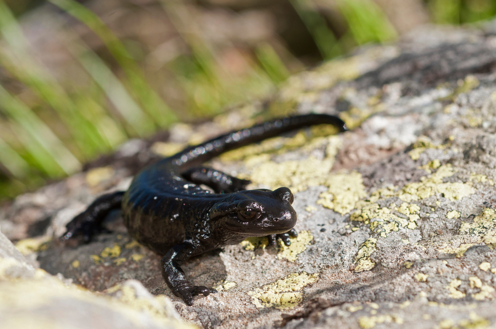 Mole Salamander