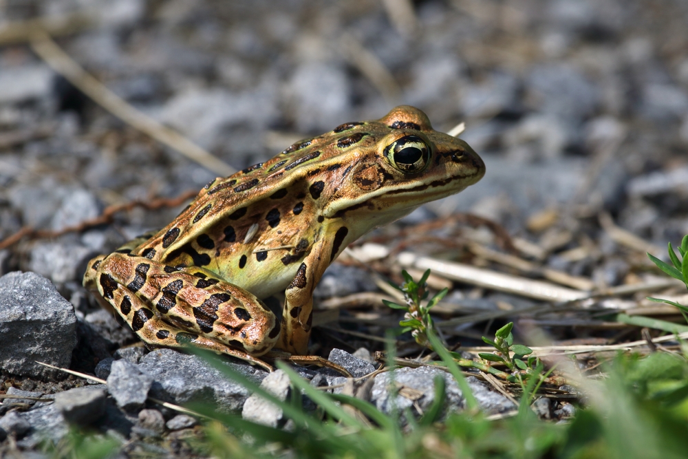 Mantella