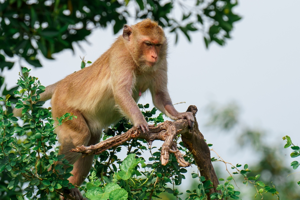 Rhesus Macaque
