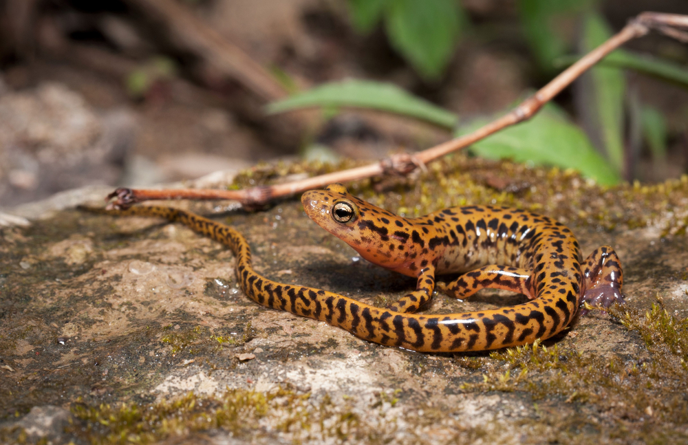 Mole Salamander