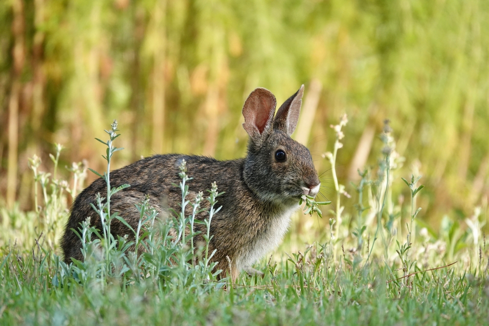 Mini Lop