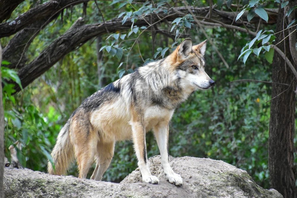 Mongolian Wolf