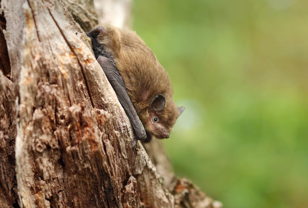 Vampire Bat