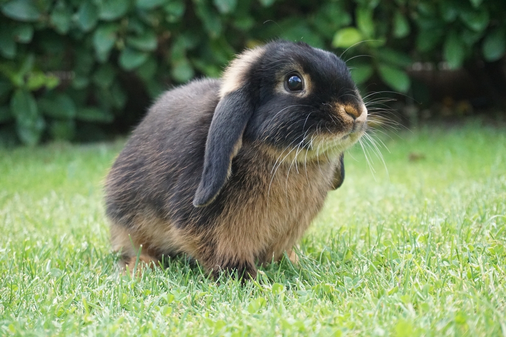 Pygmy Rabbit