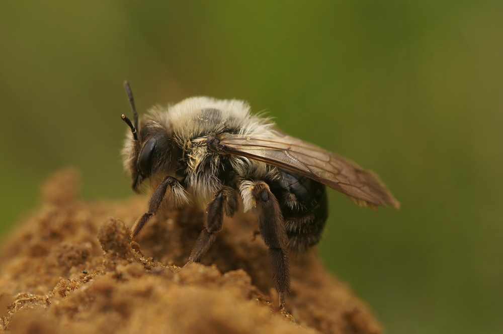 Sweat Bee