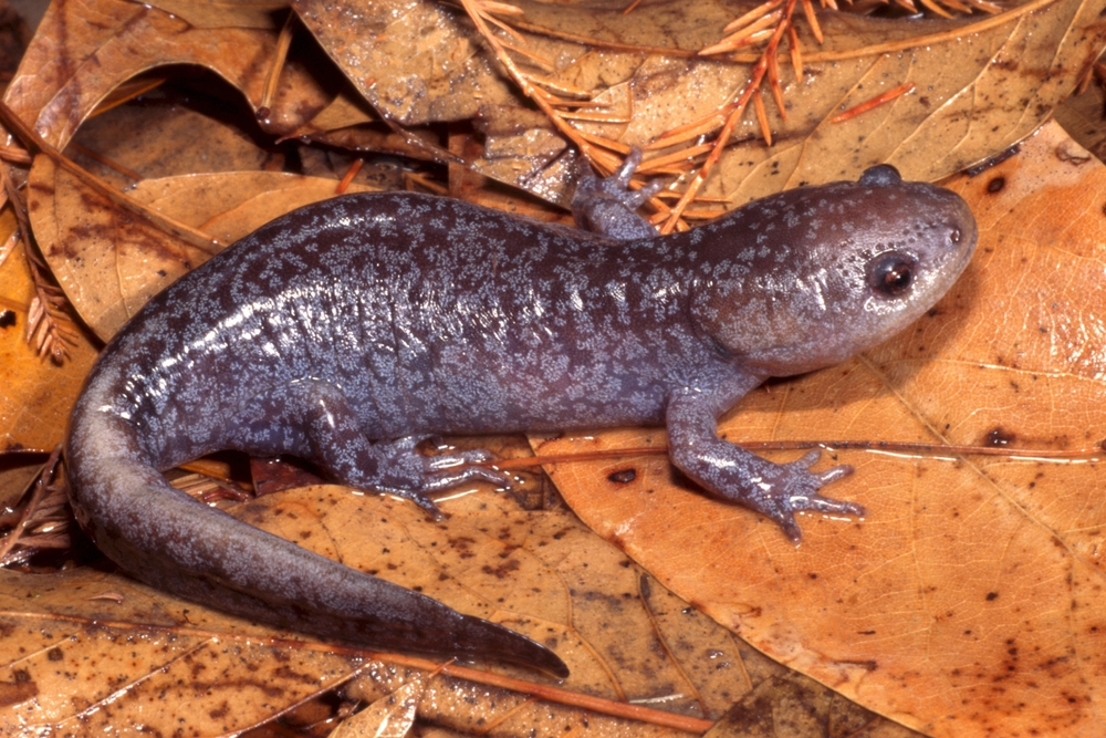 Spotted Salamander