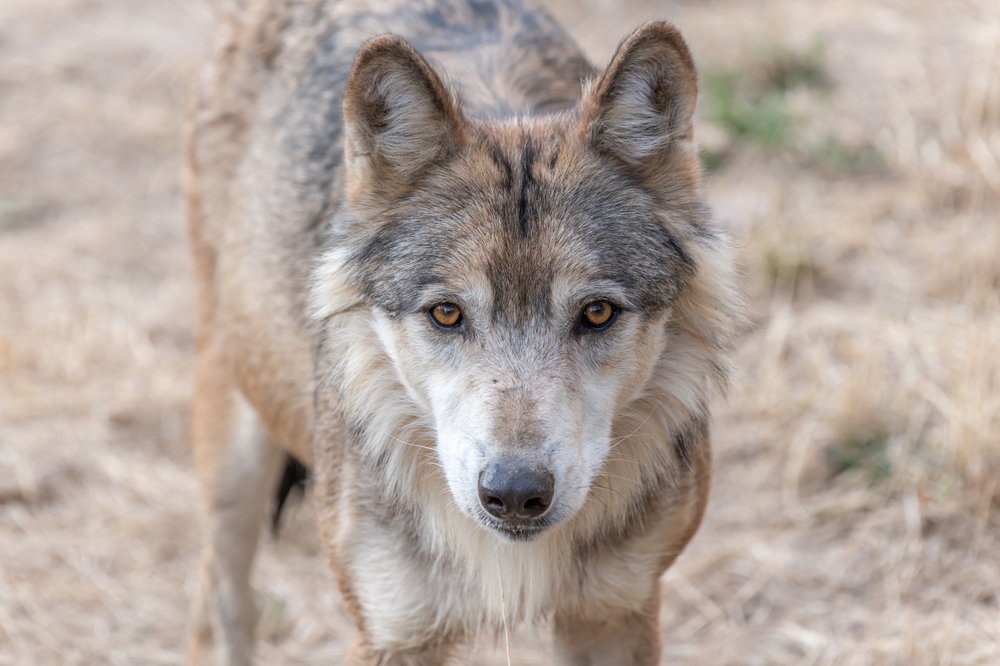 Northwestern Wolf