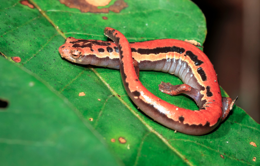 Spotted Salamander
