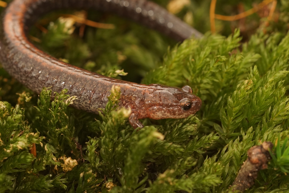 Spotted Salamander