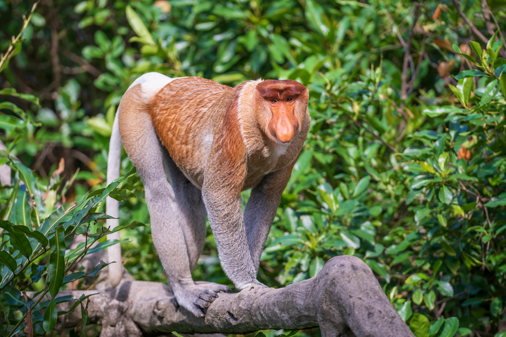 Rhesus Macaque