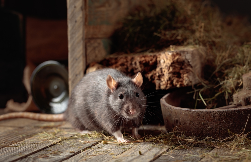 Mongolian Gerbil