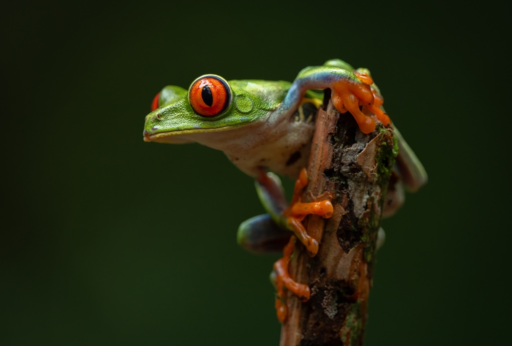 Bullfrog