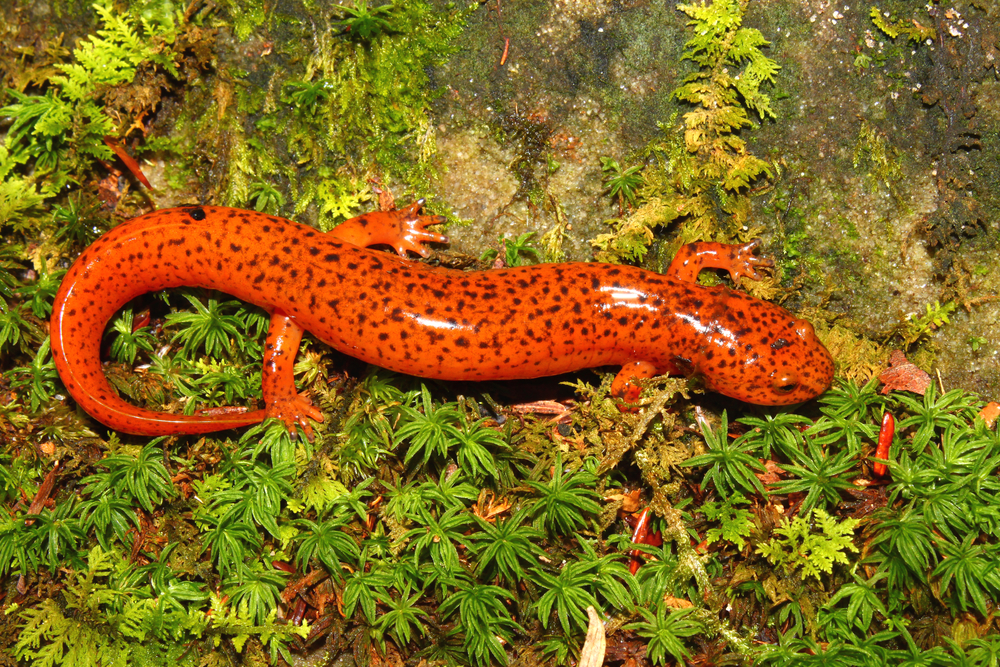 Spotted Salamander