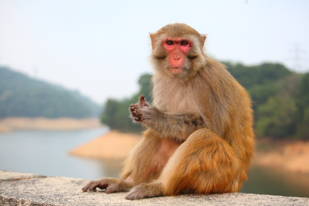 Silver Lutung