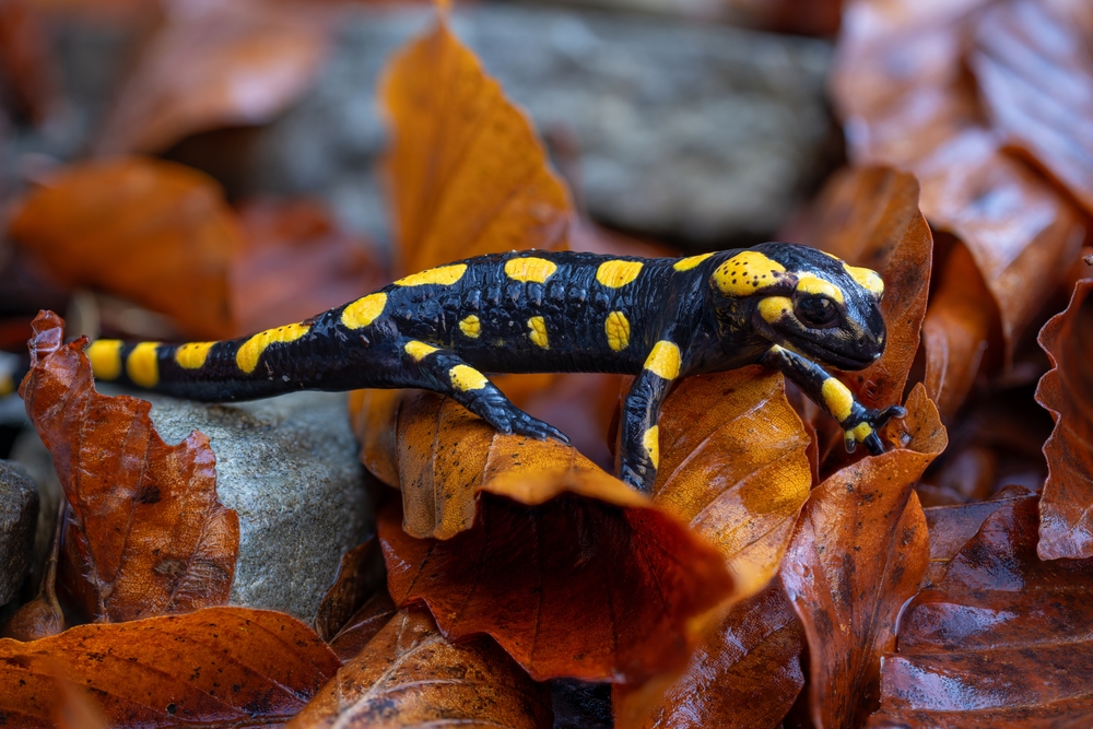 Tiger Salamander