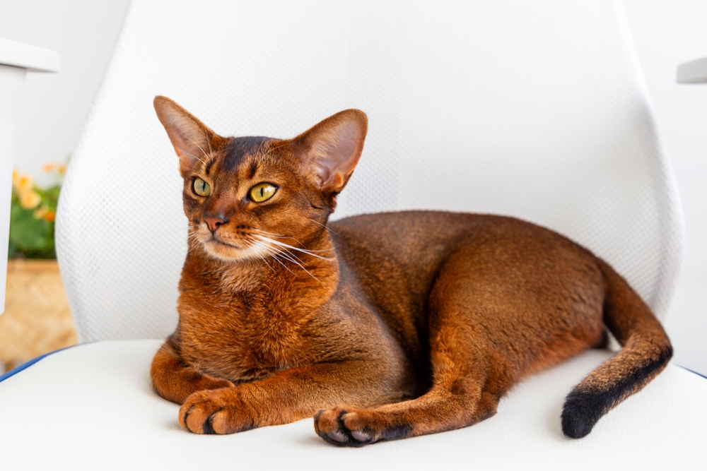 Japanese Bobtail