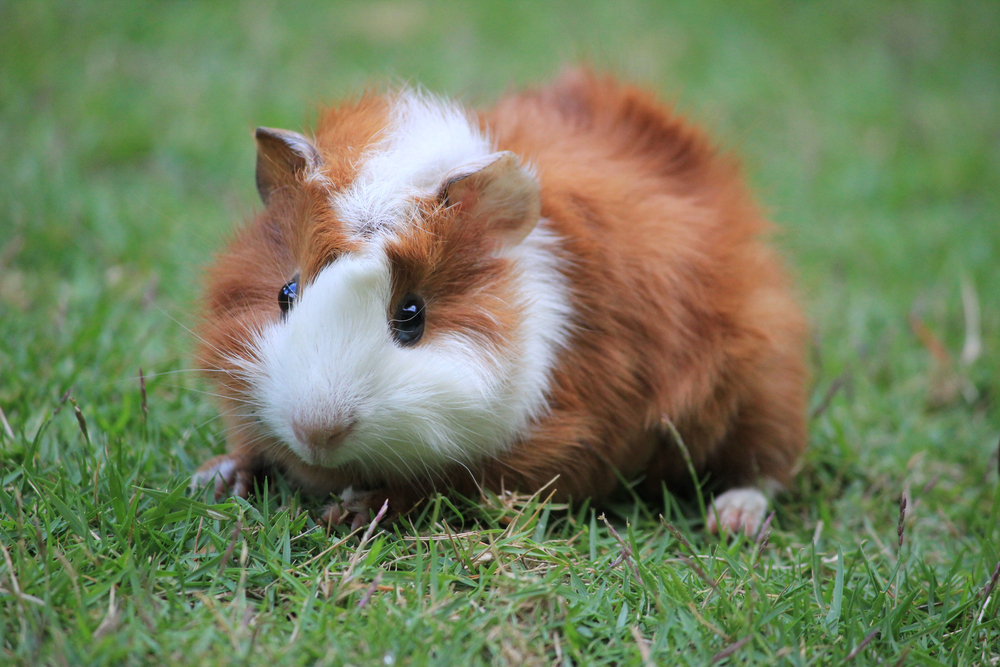 Black Skinny Guinea Pig