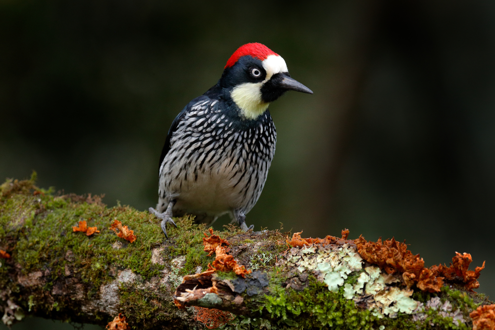 Downy Woodpecker