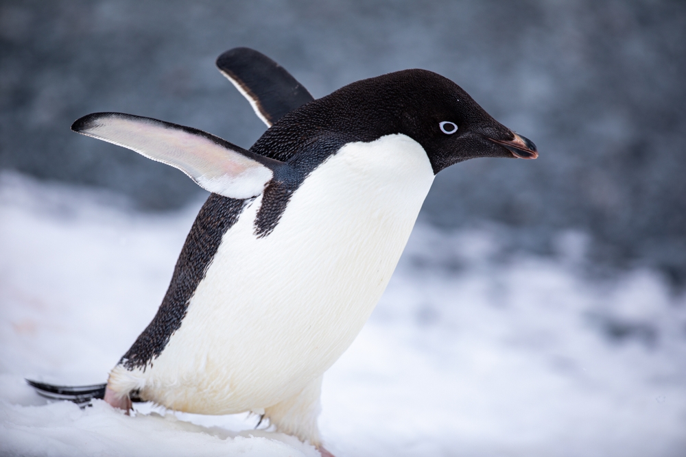 King Penguin