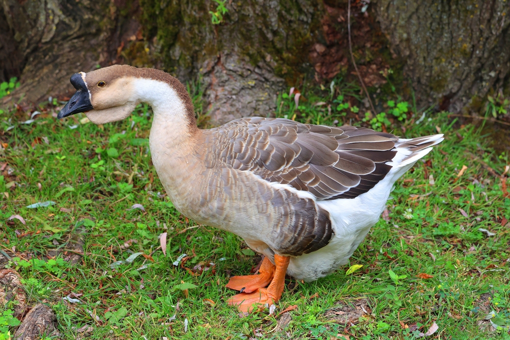 Snow Goose