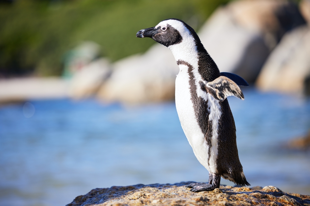 King Penguin