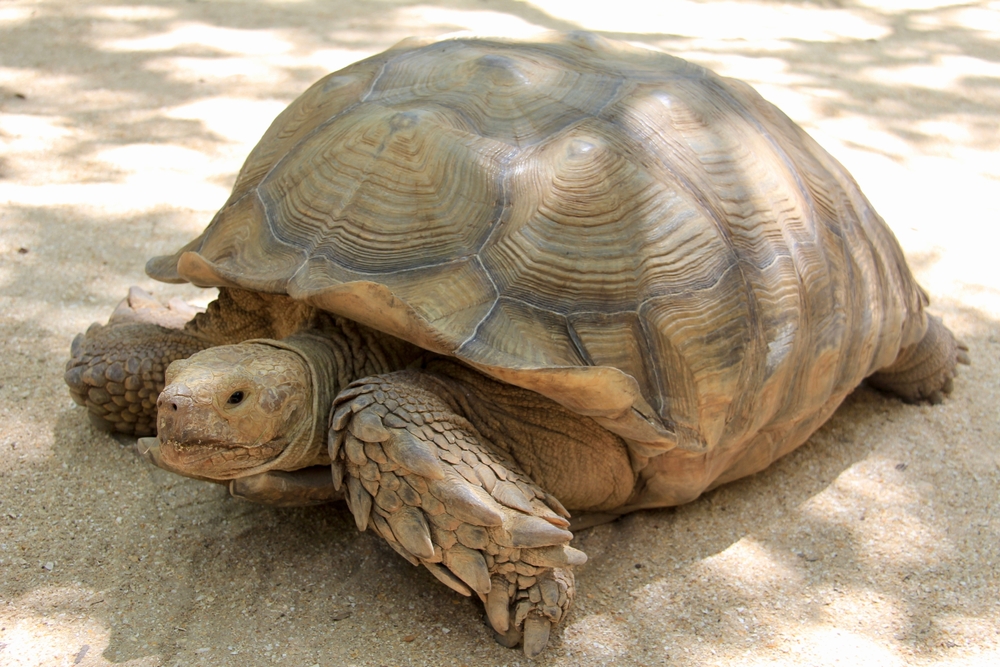 Red Footed Tortoise