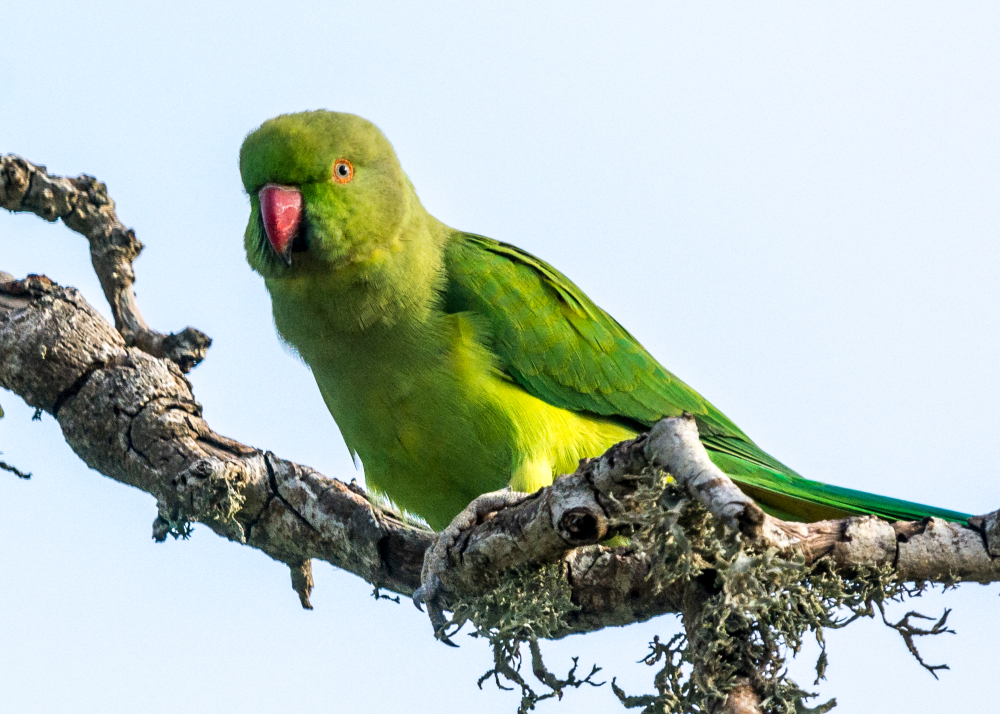 Dusky Headed Parakeet
