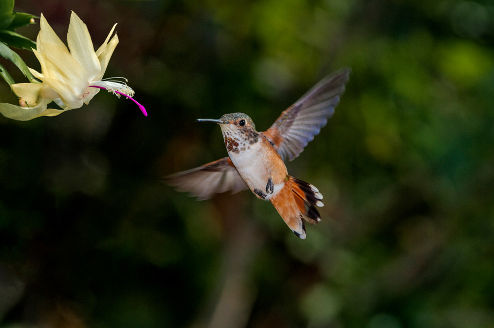 Booted Racket-tail
