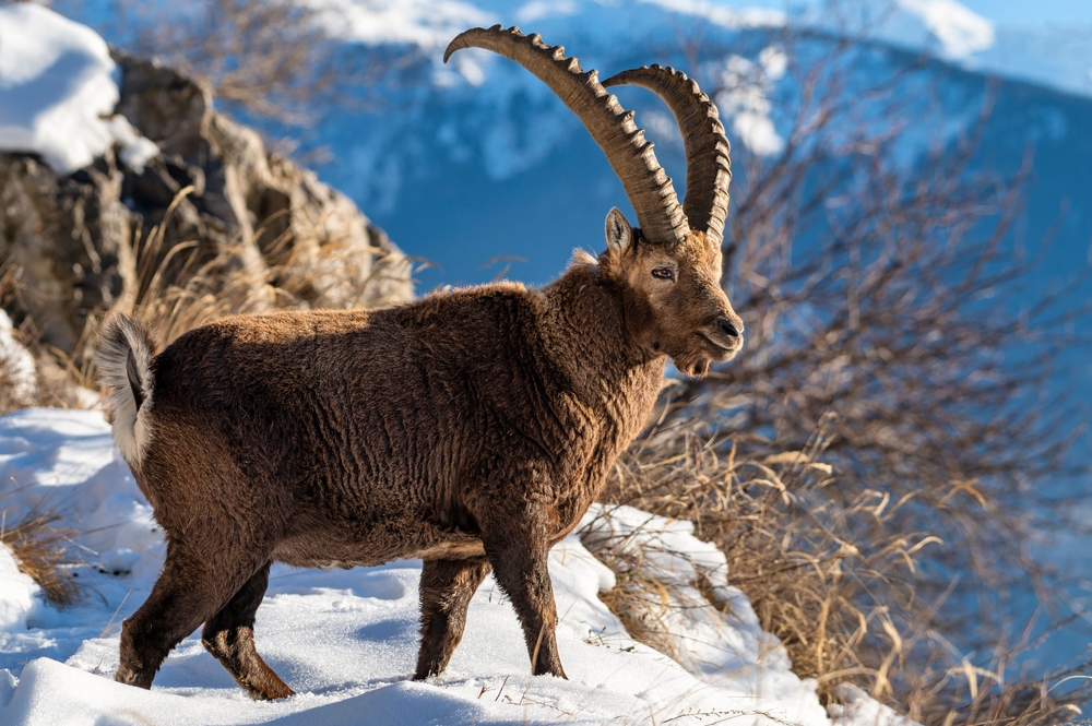 Nubian Ibex