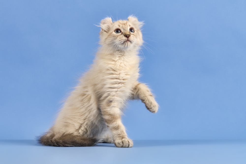Japanese Bobtail