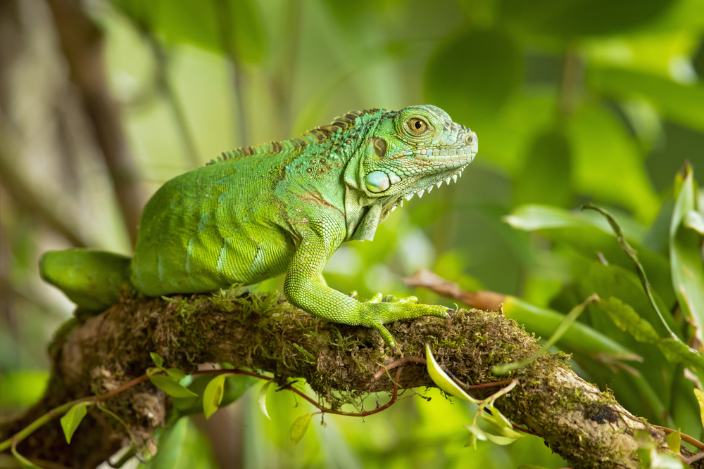 Emerald Tree Monitor