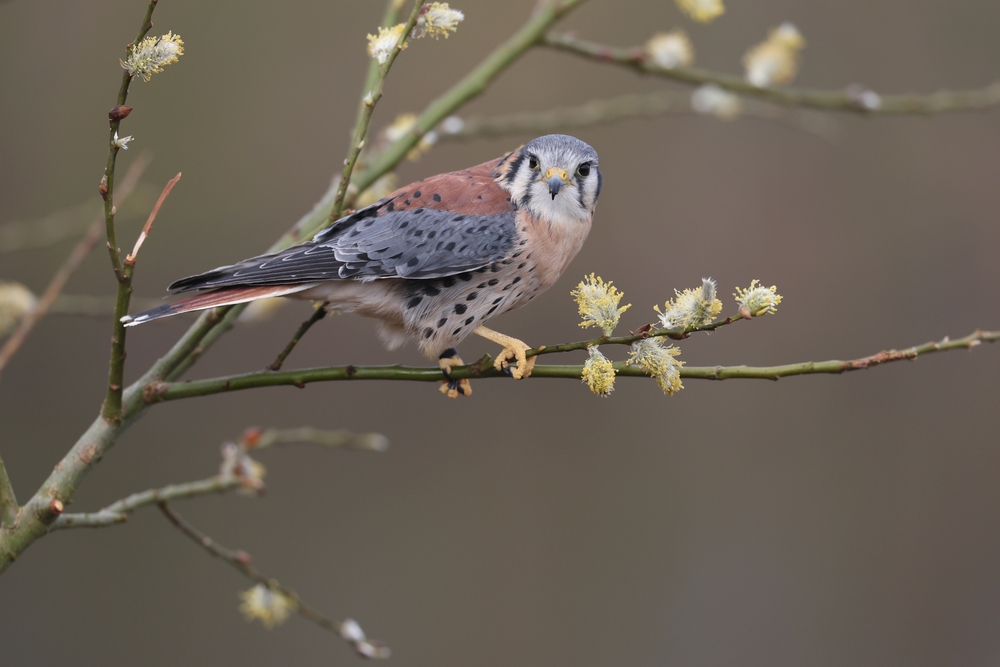 Gyrfalcon