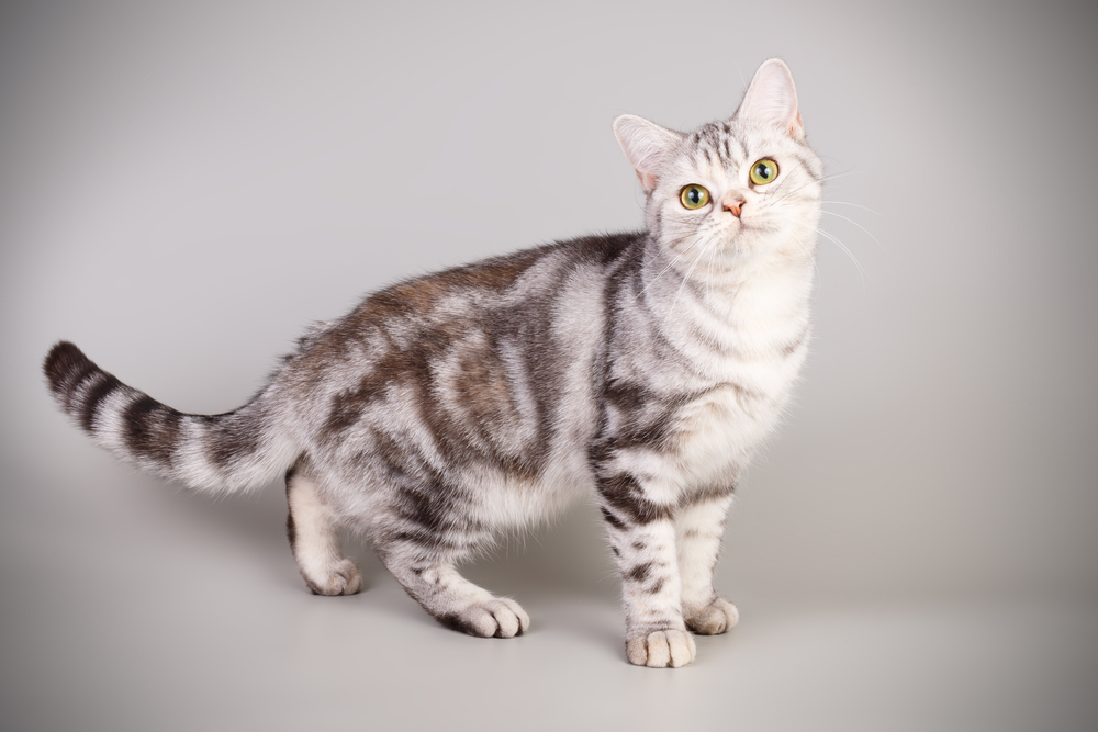 Japanese Bobtail