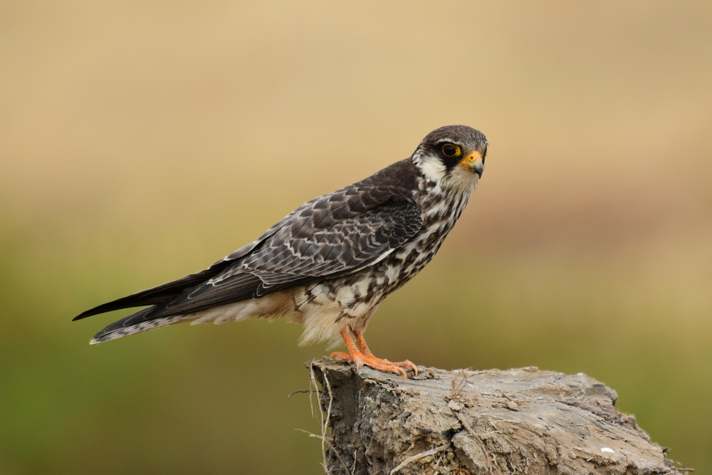 Gyrfalcon