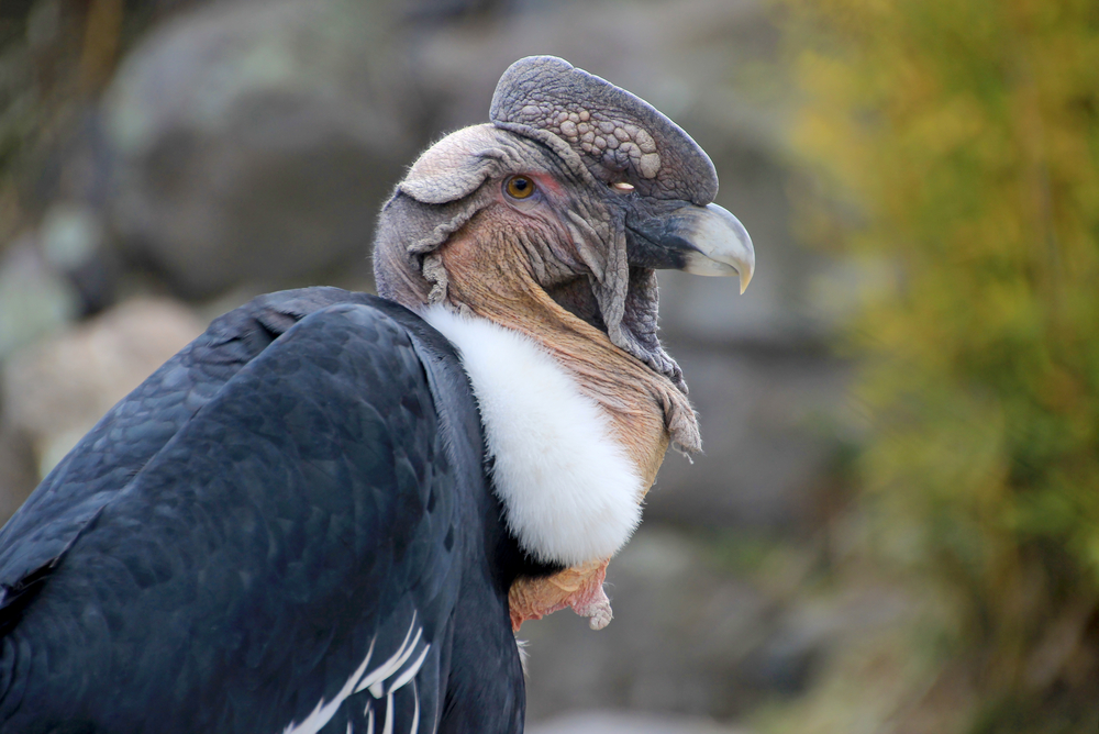 Lappat-Faced Vulture