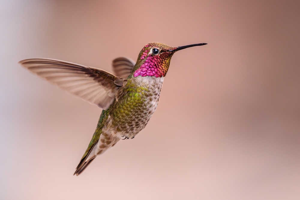 Booted Racket-tail