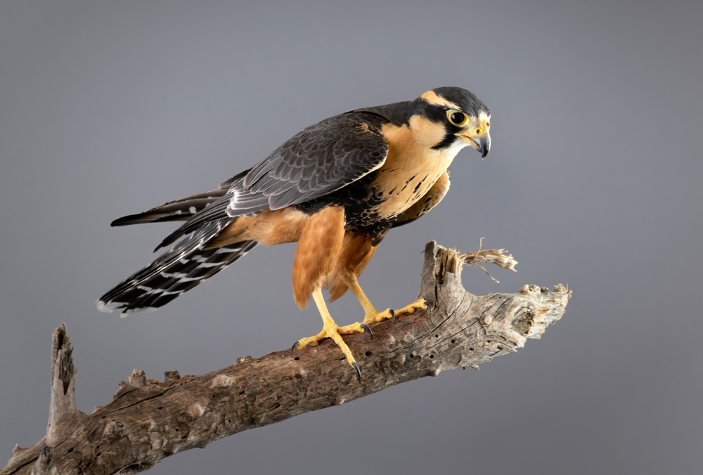 Gyrfalcon