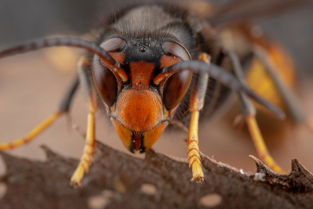 Black and Yellow Mud Dauber Animal Kingdom