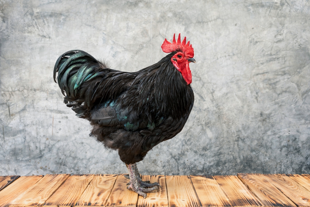 Brahma chicken