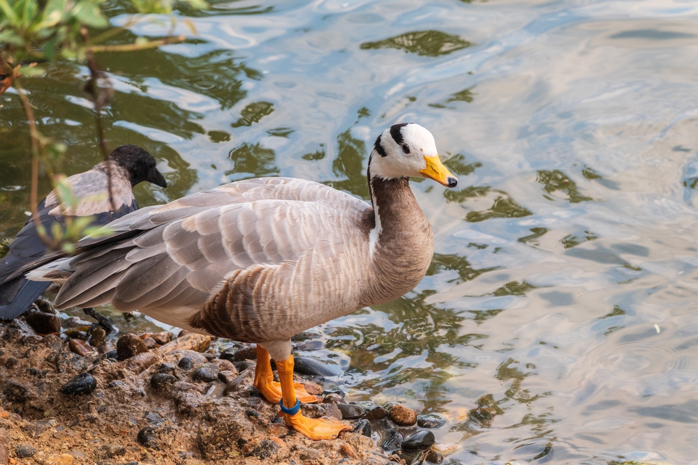 Snow Goose
